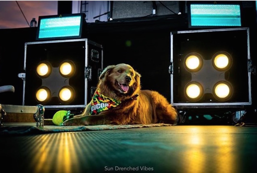 cocoa the tour dog courtesy sun drenched vibes